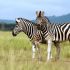 Zebrai Serengečio parke