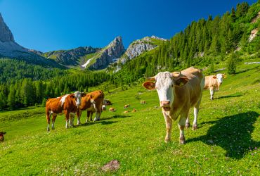 Austrijos Alpės